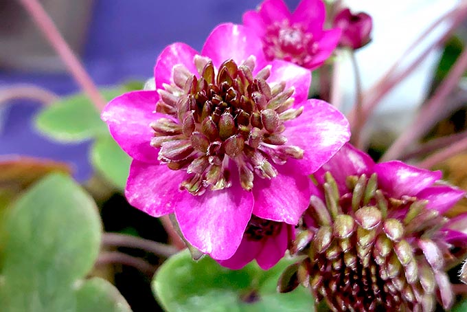 私の花